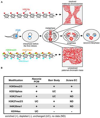 Genome Silencing and Elimination: Insights from a “Selfish” B Chromosome